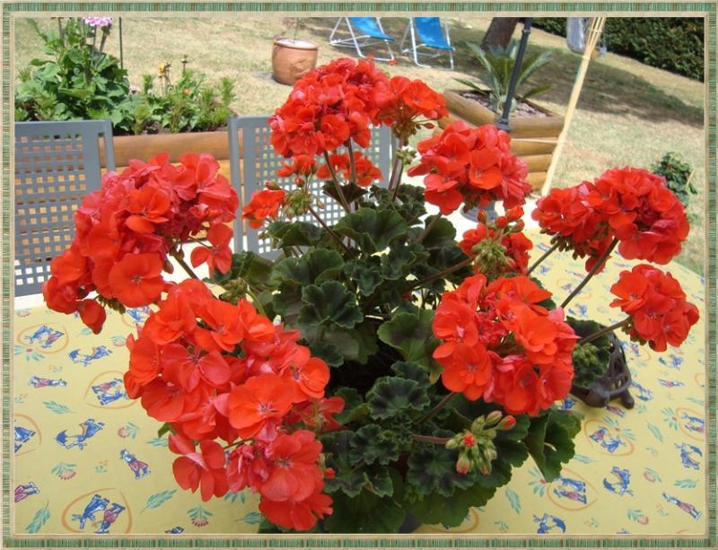 Du soleil pour les tomates, 30 mai 2011