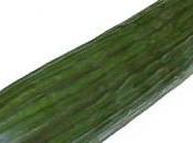 Ainsi donc concombre plus