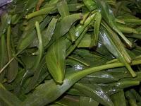 Salicornes et Asters, pour faire le plein de nutriments