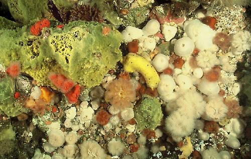 Formation biologie sous-marine : rapidité = diversité ?