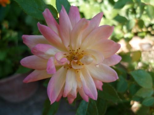 ROSE MIGNATURE 280511 978 (1632 x 1224).jpg