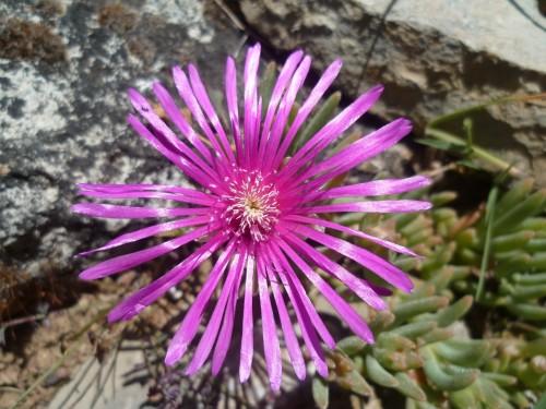 FICOIDES 140511 949 (1632 x 1224).jpg