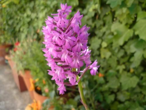 FLEUR EPIS MAI 2011 953 (1632 x 1224).jpg