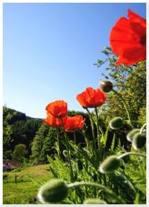 coquelicot