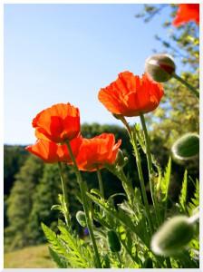 coquelicot