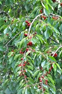 TARTE AMANDINE AUX CERISES