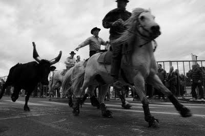 Abrivado d'Alès : ne pas perdre les taureaux