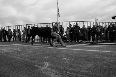 Abrivado d'Alès : ne pas perdre les taureaux