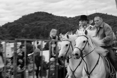 Abrivado d'Alès : ne pas perdre les taureaux