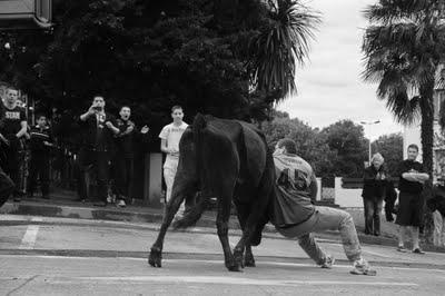 Abrivado d'Alès : ne pas perdre les taureaux