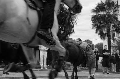 Abrivado d'Alès : ne pas perdre les taureaux