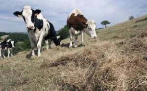 secheresse-elevage-eau-mesures-penurie-agriculture-aide-urgence