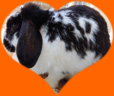 Velouté DUKAN courgette,miso,tofu,tomate,wakamé