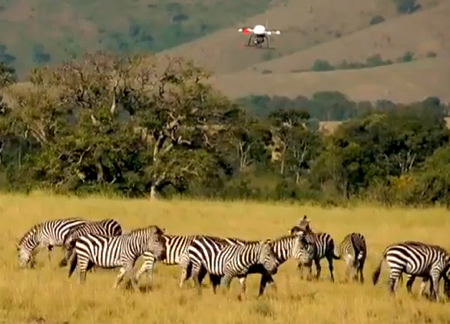 Quoi de plus discret qu’un drone pour filmer les animaux sauvages du Kenya ?