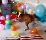 vidéo chien anniversaire ballons baudruche