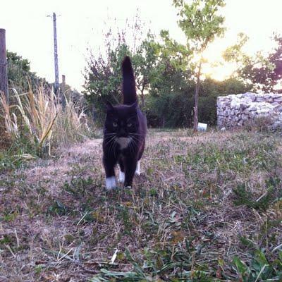 Le cul nous pèlerait et il y pousserait des jonquilles