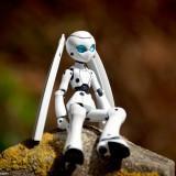 May 2011 Drossel & Flowers (1) May 2011 : Drossel & Flowers