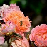 May 2011 Drossel & Flowers (14) May 2011 : Drossel & Flowers