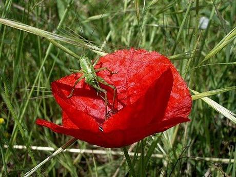 Un petit tour et puis s'en va ... IMGP9374