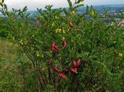 Colutea arborescens (Baguenaudier)