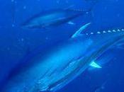 Nous nous préparons merveilleux désastres