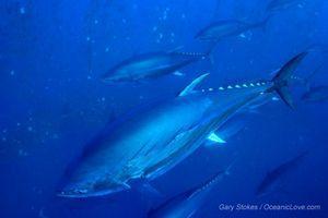 bft_photos_100428_03_gs_2587_650