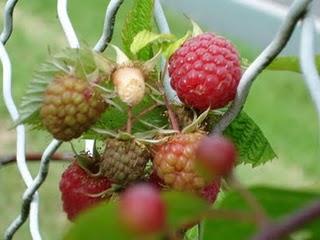 Notre nouveau jardin s'étoffe de jour en jour...