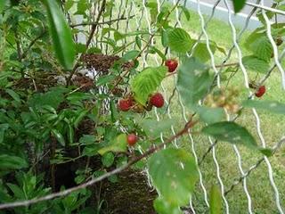 Notre nouveau jardin s'étoffe de jour en jour...