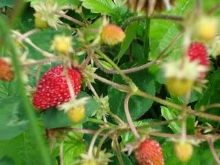 Notre nouveau jardin s'étoffe de jour en jour...