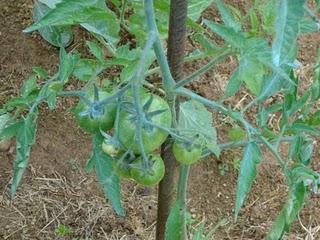 Notre nouveau jardin s'étoffe de jour en jour...