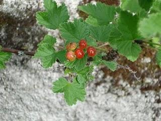 Notre nouveau jardin s'étoffe de jour en jour...