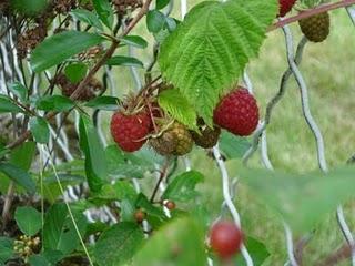 Notre nouveau jardin s'étoffe de jour en jour...