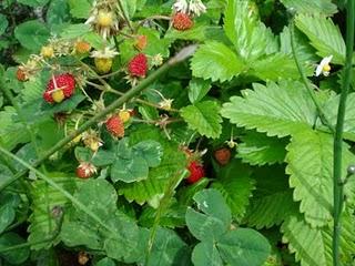 Notre nouveau jardin s'étoffe de jour en jour...