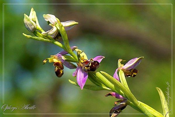 Ophrys-Abeille-01.jpg