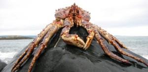 Mangez du King Crab !