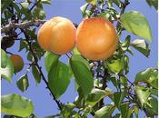 L'abricot, fruit soleil