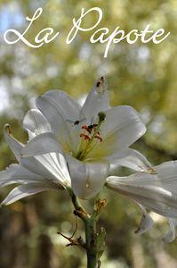 A la foire internationale et autres petites choses DSC_0070