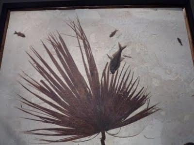 Il est encore là le temps des dinosaures 1/2