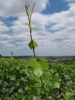 Flaneries entre Auxerrois et Tonnerois