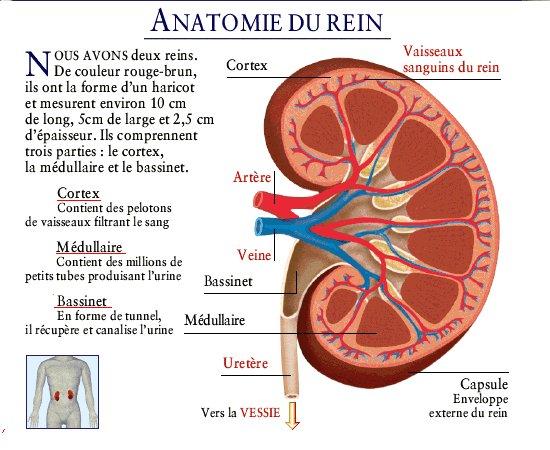 rein Un rein = un iPad 2