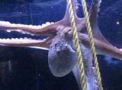 marché sous dans secret profondeurs