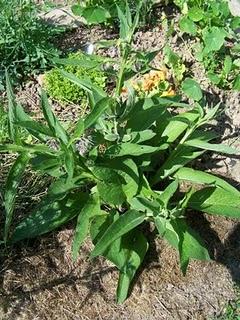 Spaghettis aux Salicornes et à la Consoude