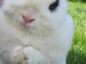 Good as... Fringe event lapin sans oreille