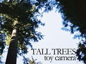 Camera Tall Trees