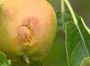 Orages l'alerte, gros dégâts agricoles