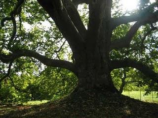 Un lundi parmi tant d'autres. L'arbre de Diane de Poitiers aux Clayes-sous-Bois, Yvelines