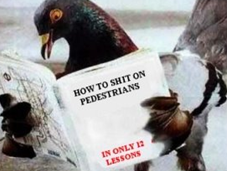 Domestication Show: Pigeons