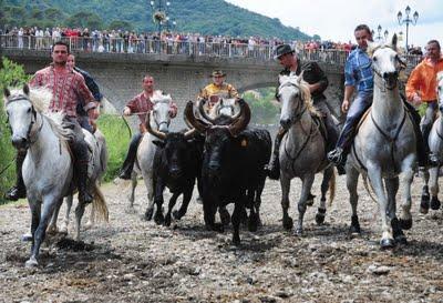 Gaze d'Alès : l'abrivado du gardon !