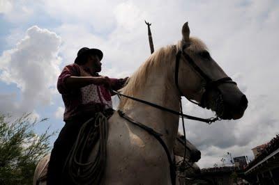 Gaze d'Alès : l'abrivado du gardon !