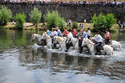 Gaze d'Alès : l'abrivado du gardon !